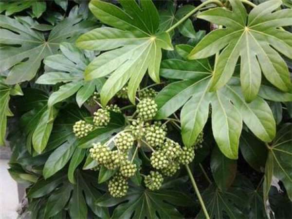 Is the star anise gold plate poisonous?