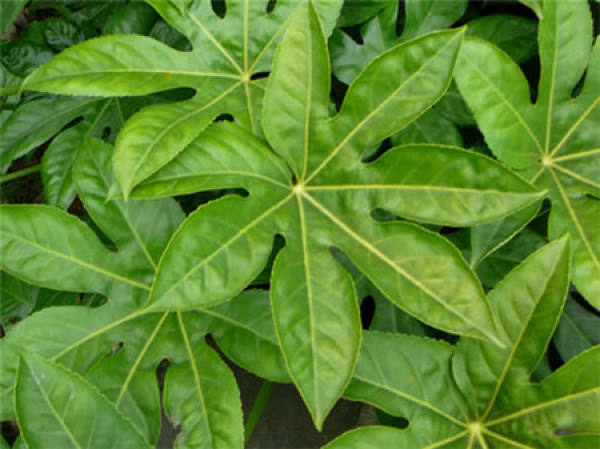 Is the star anise gold plate suitable for raising at home?