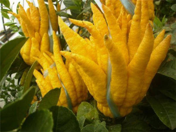 Finger-citron bonsai material and breed