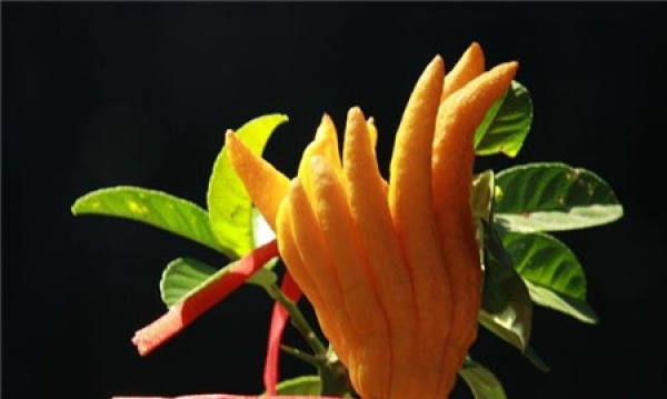 Bergamot bonsai model