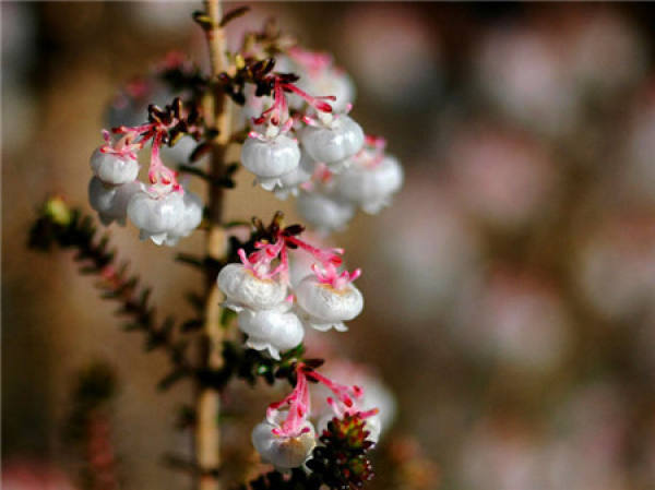 Ramet propagation of Erica