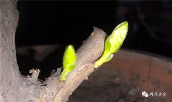 Germination Promotion