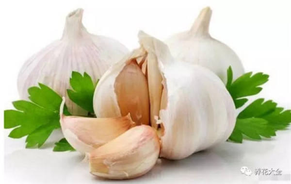 Germination Promotion