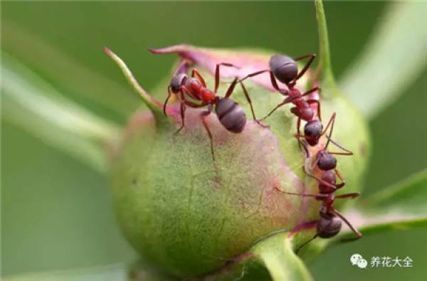 Kill ants and earthworm