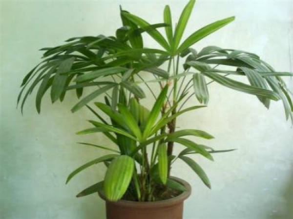 Sowing and Propagation of Palm Bamboo