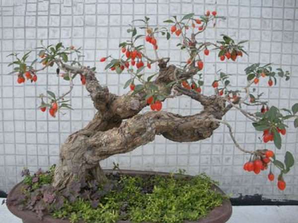 How do Chinese wolfberry fruit?