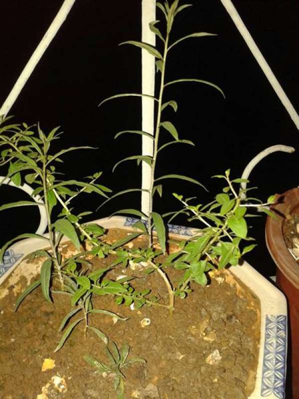 Management of Fructus Lycii Fructus