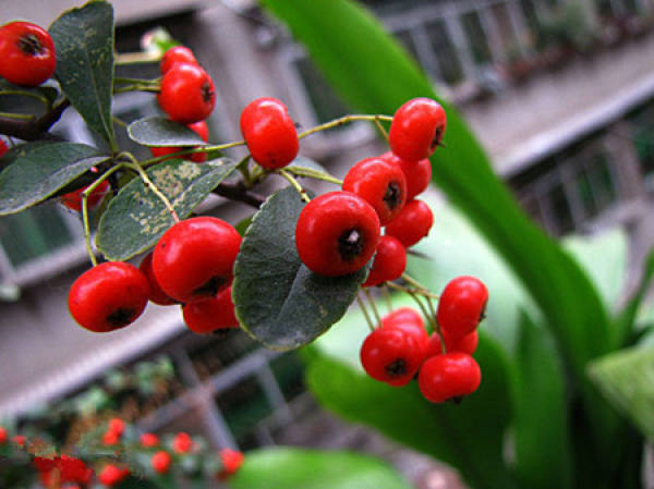 Difference between Pyracantha fortuneana and Hippophae rhamnoides
