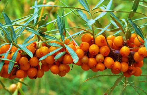 Difference between Pyracantha fortuneana and Hippophae rhamnoides