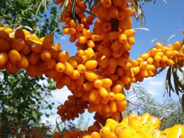 Difference between Pyracantha fortuneana and Hippophae rhamnoides