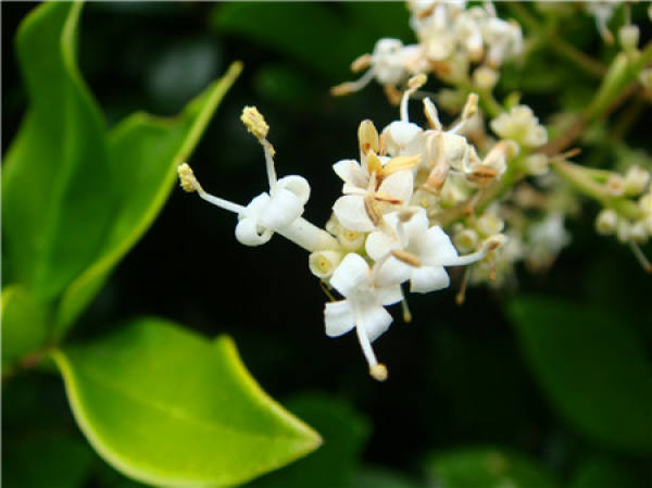 privet planting and pruning