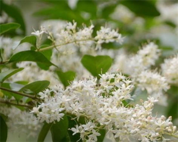 Precautions for pruning privet