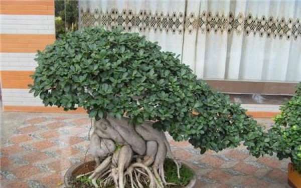 The Theory of Fengshui of Banyan The Theory of Fengshui of Banyan