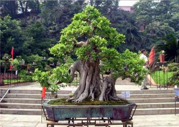Feng Shui Placement of Banyan Tree Feng Shui Placement of Banyan Tree