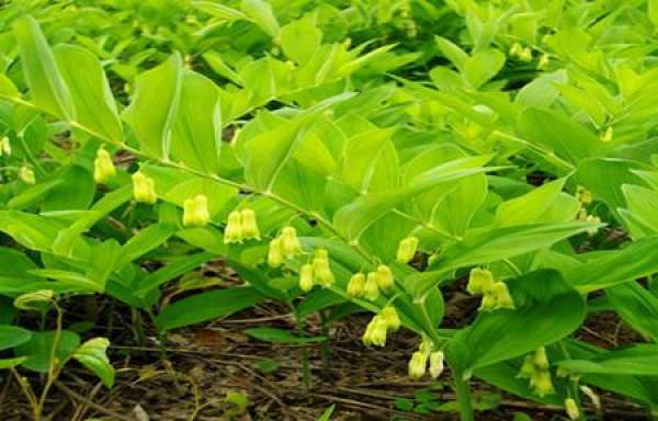 Ecological Habits of Polygonatum odoratum