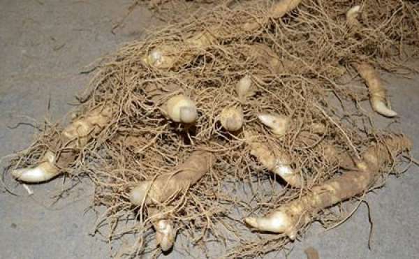 Rhizome Propagation of Polygonatum odoratum
