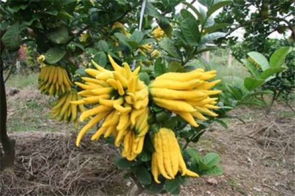 Bergamot fruit