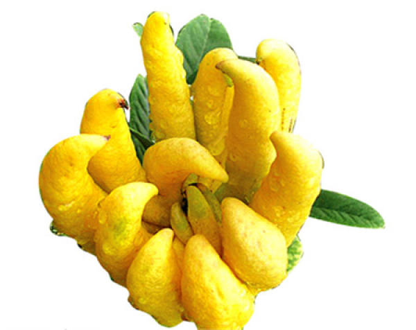 Guangdong big fruit bergamot fruit