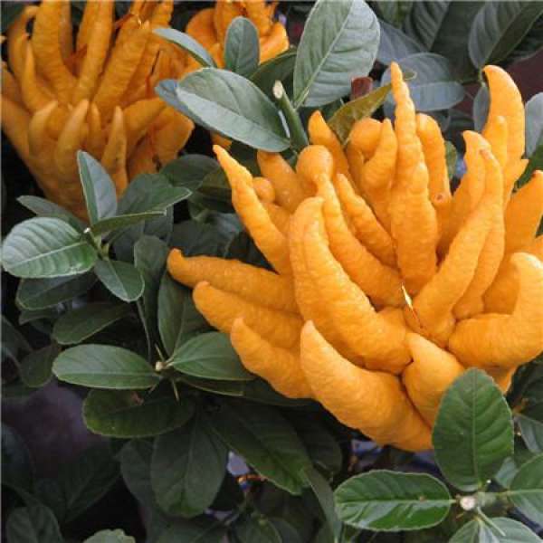 Guangdong big fruit bergamot fruit
