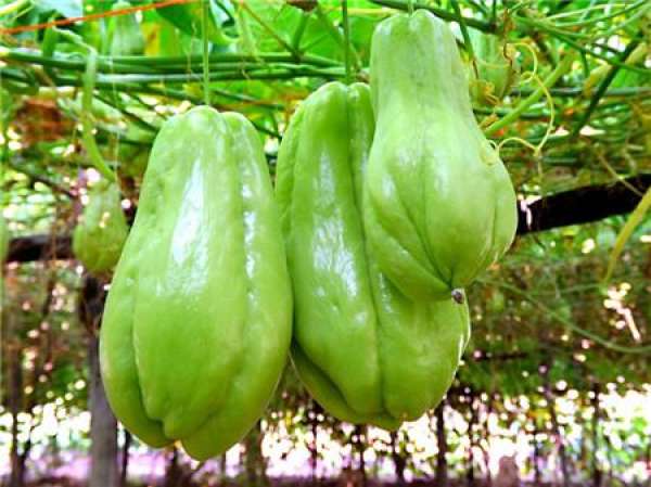 Bergamot