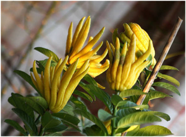 Bergamot