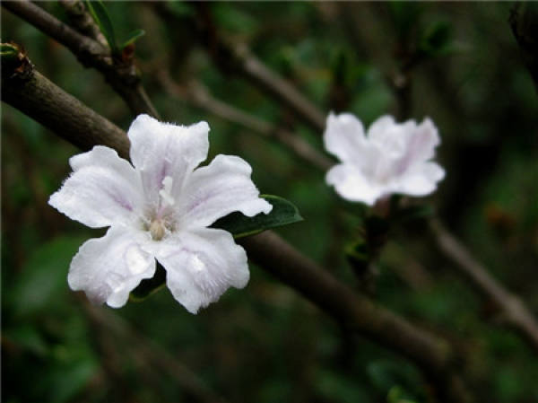 shade wood