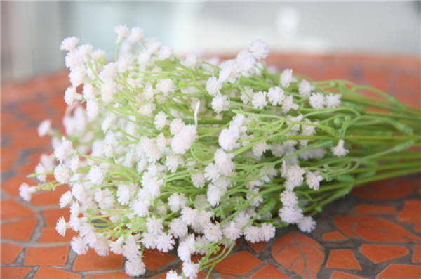 Gypsophila paniculata