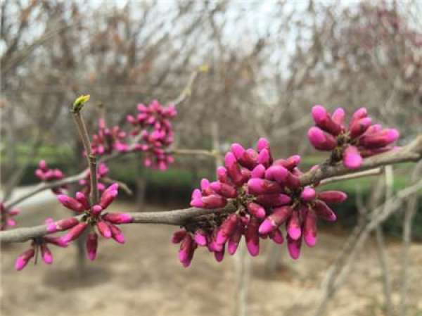 Bauhinia pruning
