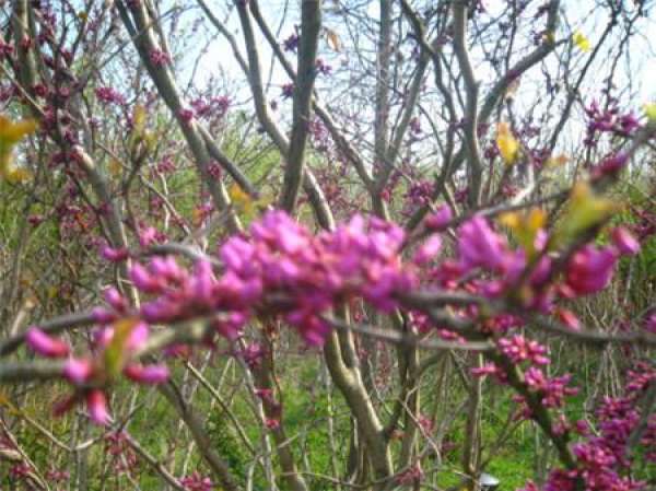 Bauhinia pruning