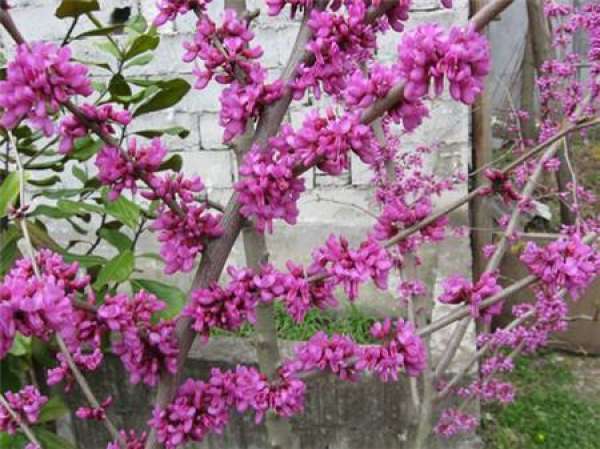 Method for shaping and pruning Bauhinia