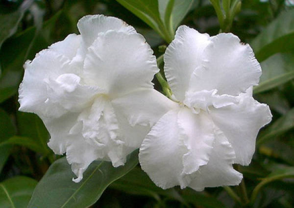 The Flowering Period of Ervatamia