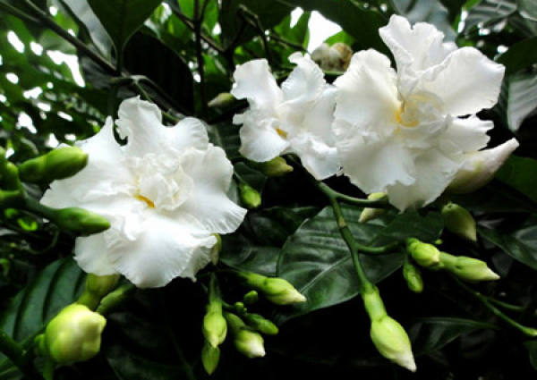 The Flowering Period of Ervatamia