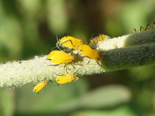 Cultivation and Management of Ervatamia