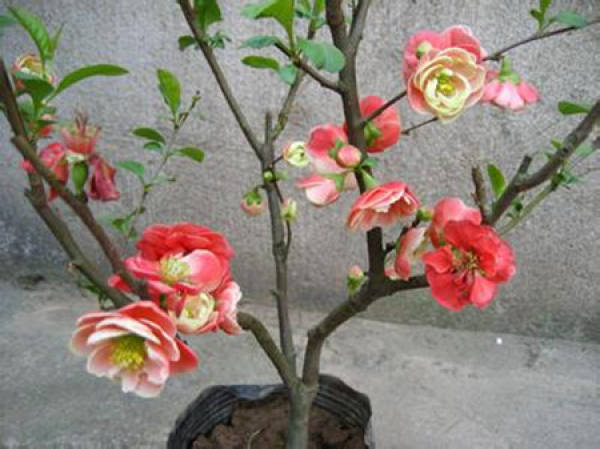 When does the Begonia nigra bloom?