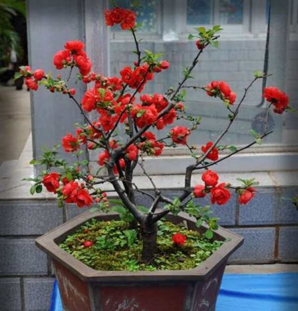 Management of Flowering Culture of Malus spectabilis