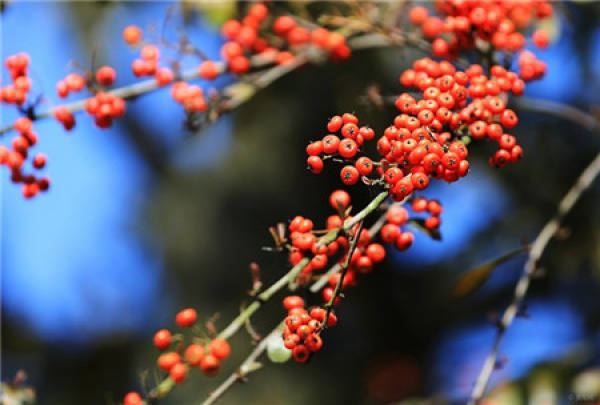 Ball pruning of Pyracantha fortuneana