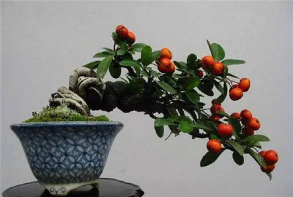 Ball pruning of Pyracantha fortuneana