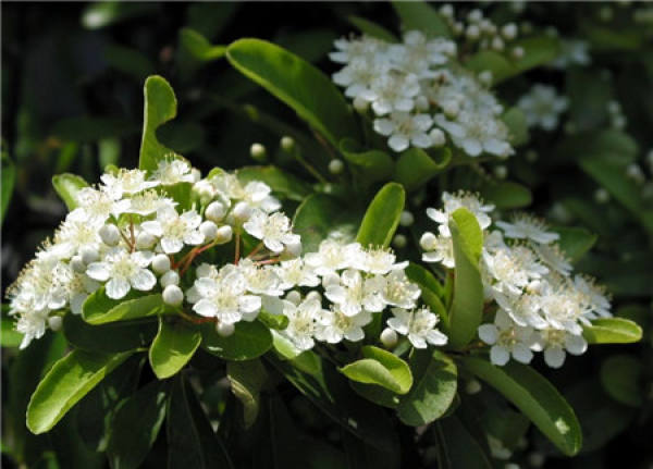 Pruning of Pyracantha fortuneana