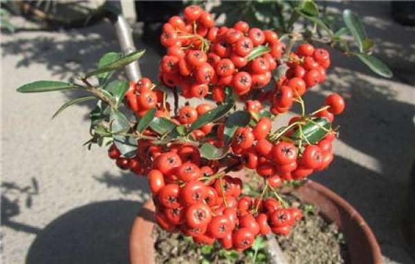 Time of repotting Pyracantha fortuneana