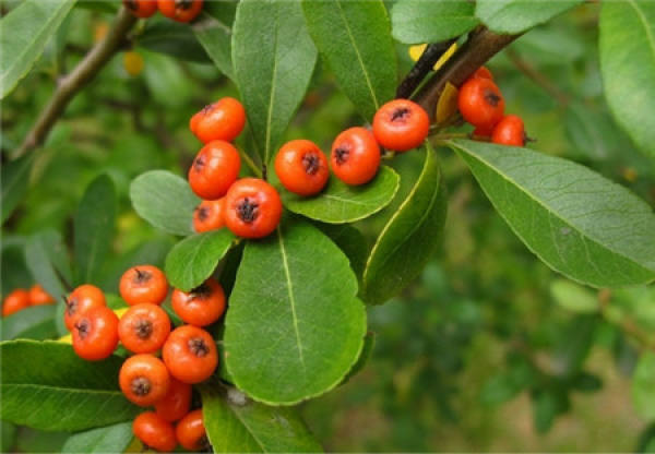 Time of repotting Pyracantha fortuneana