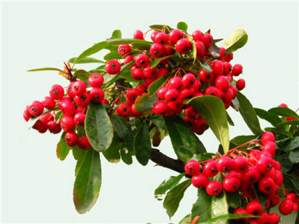 Precautions for Pyracantha fortuneana repotting