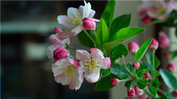 The Ornamental Value of Malus spectabilis