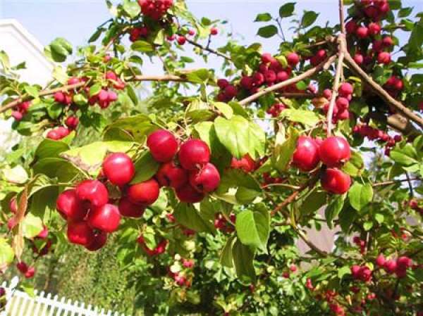 The Ornamental Value of Malus spectabilis