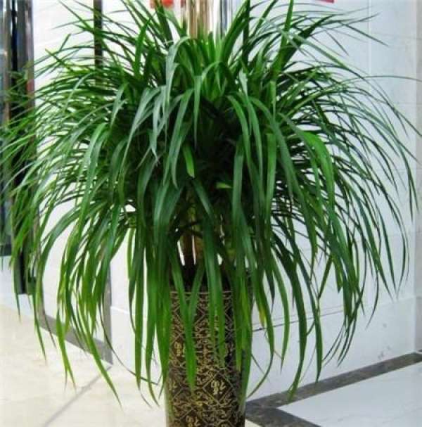 Dragon's blood tree Feng Shui display