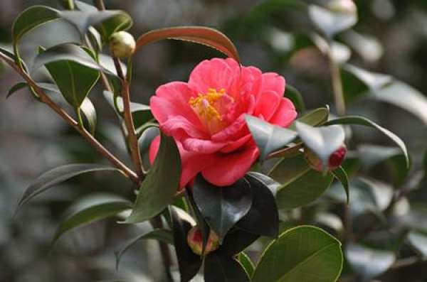 Camellia