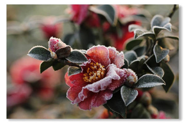 Tea Plum Picture