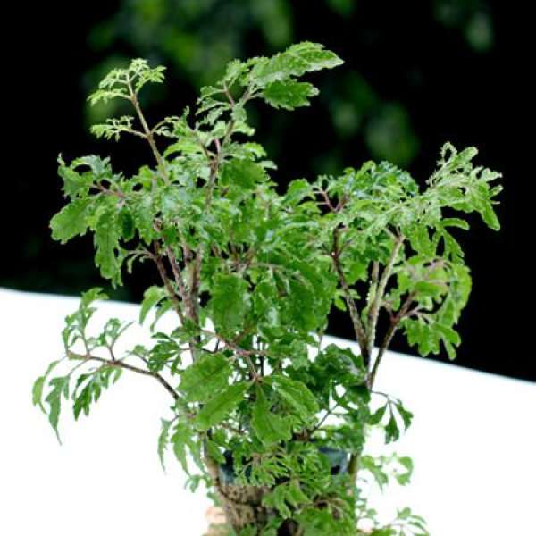 Fu Lu Tong pictures