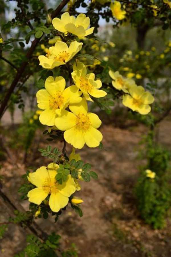 yellow thorn yellow thorn