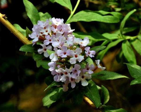 Buddleja alternifolia