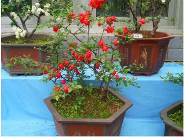 Malus sieboldii